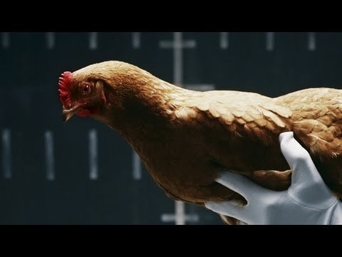 Mercedes-Benz vergelijkt zichzelf met een kip